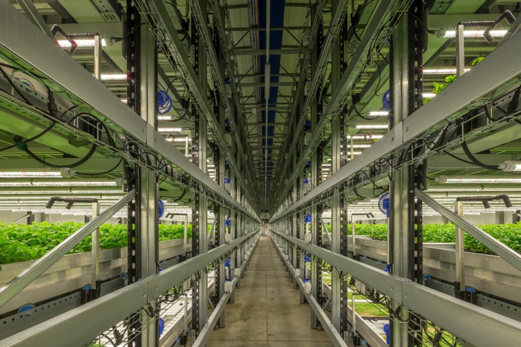 vertical farming interior with green leafy veg stacked inside a warehouse